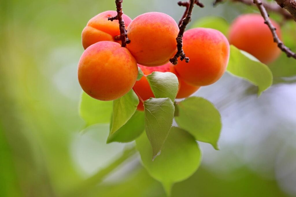 albaricoque arbol