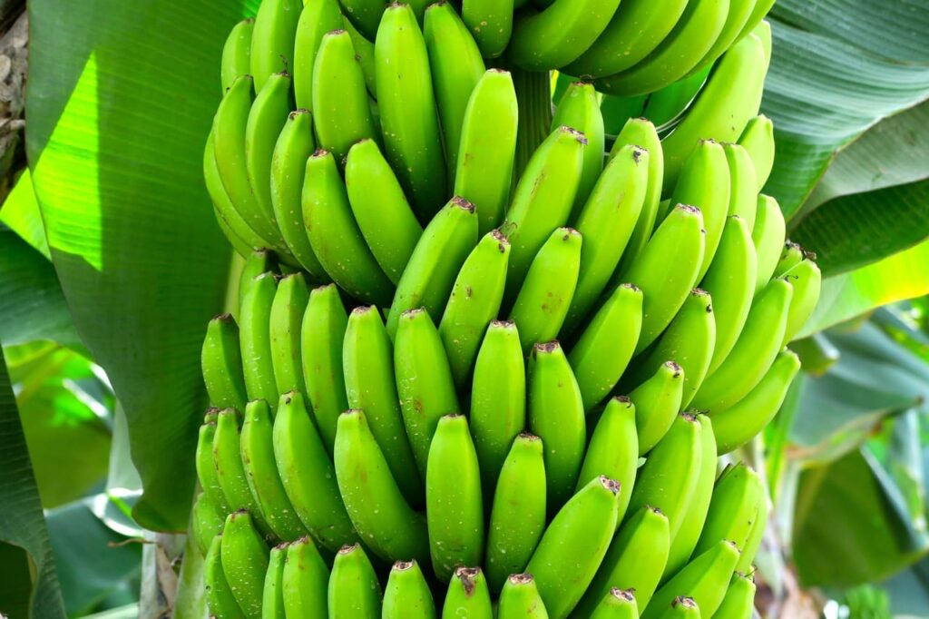 platano banana