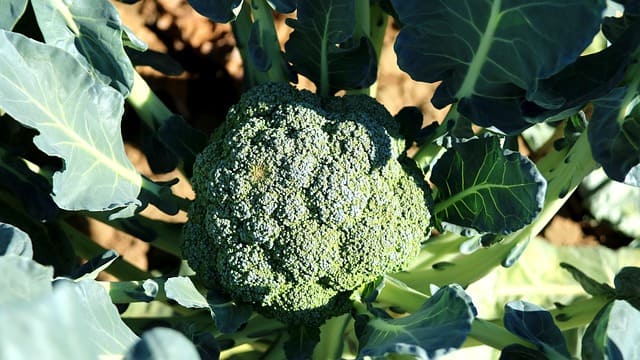 Brócoli