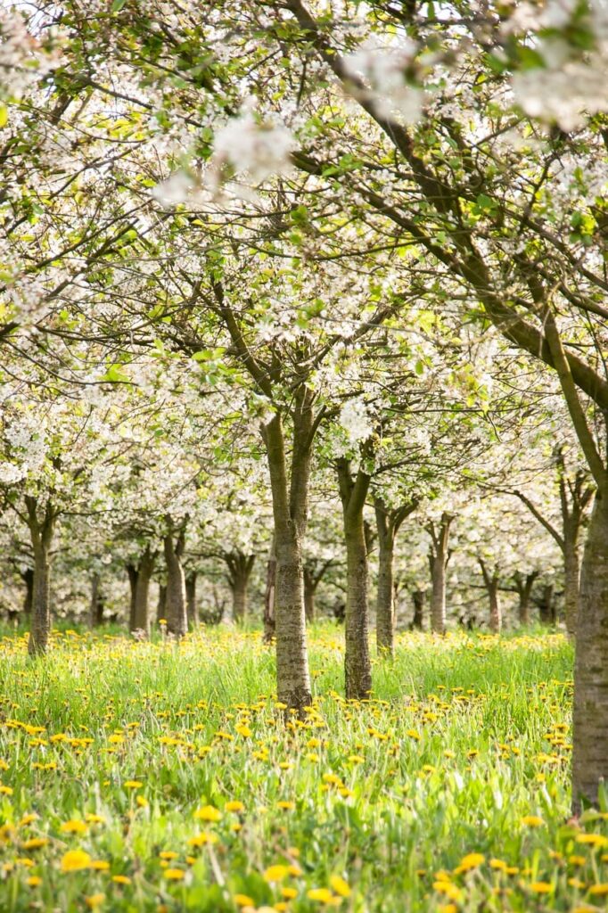 cerezos en flor