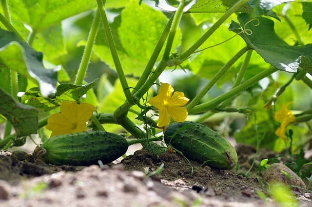 pepino