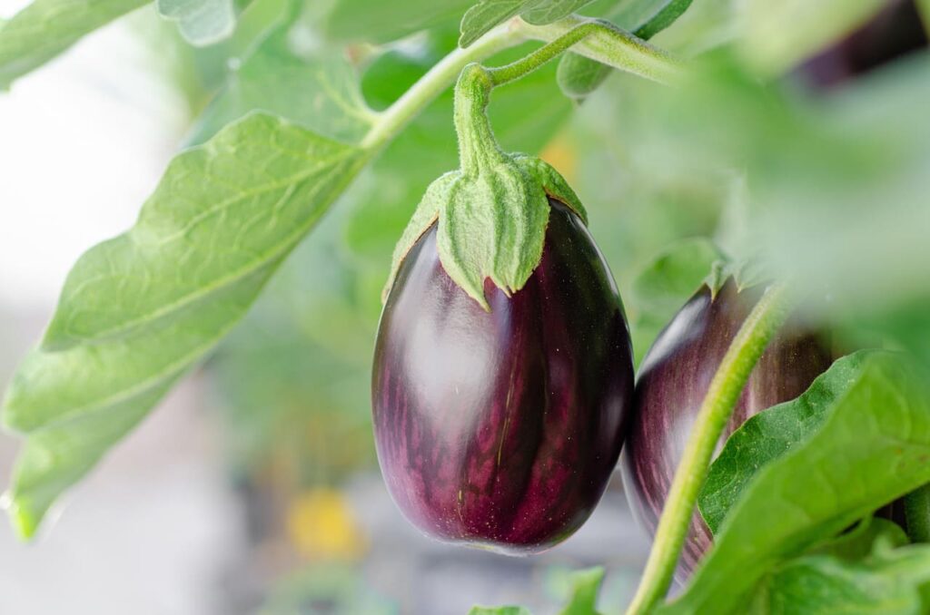 Berenjena