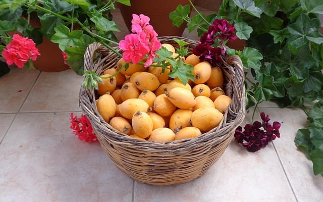nisperos cesto
