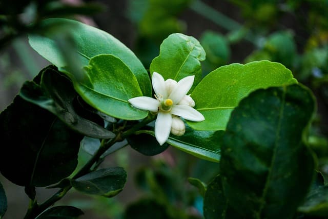 flor del limon