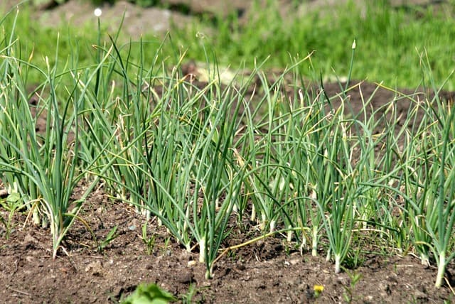 ajos cultivo