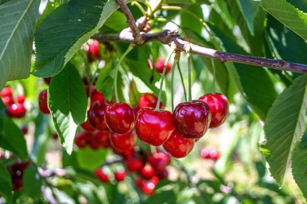 cerezas arbol