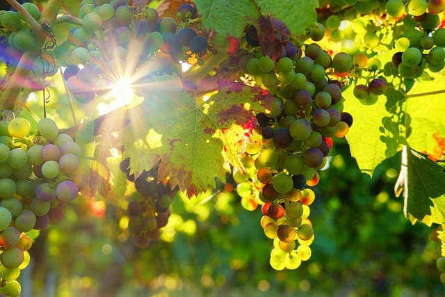 uvas