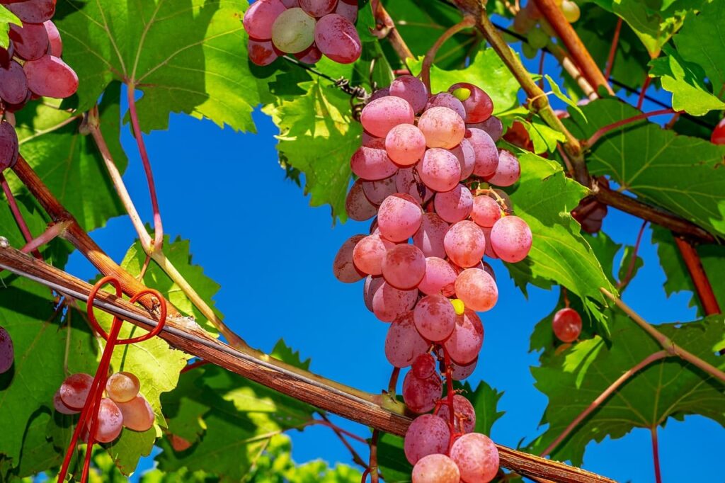 uvas