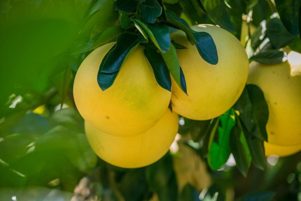 Pomelo