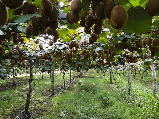 plantacion de kiwis