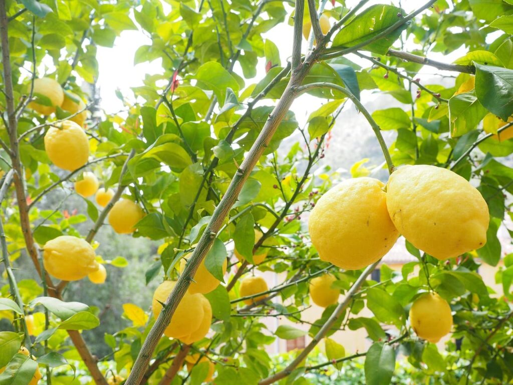 Limón