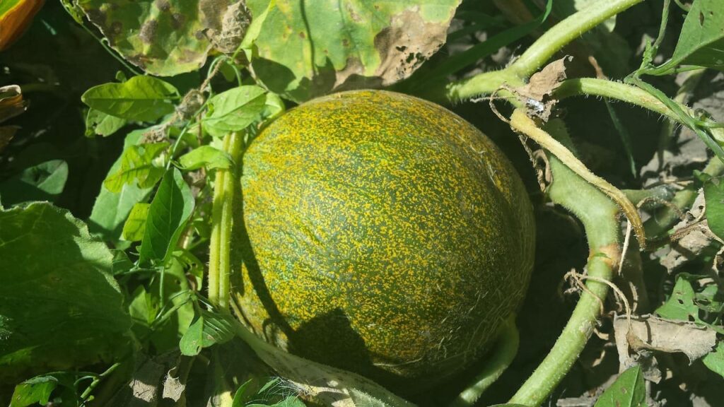 Melón