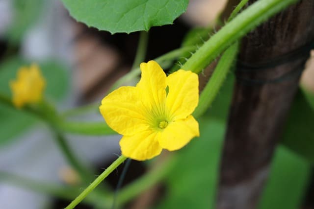 flor de melón