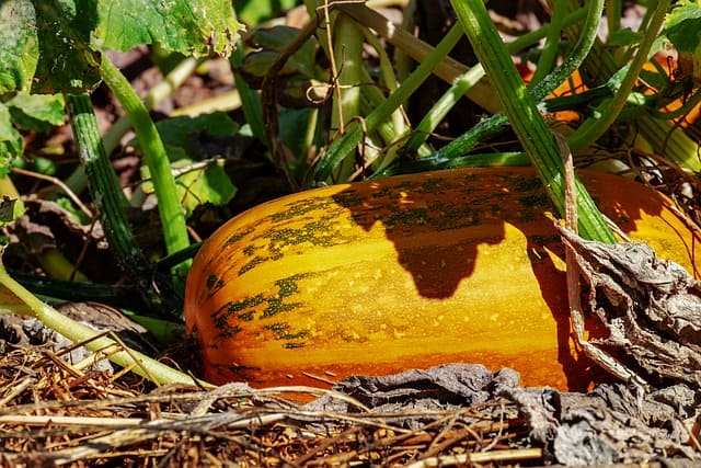 Calabaza