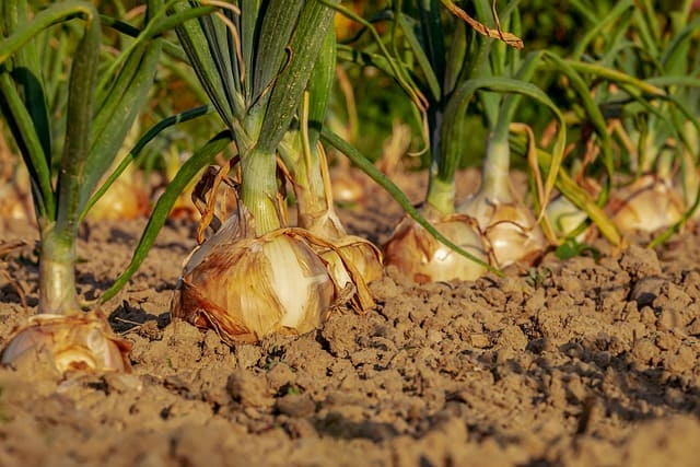 cebolla