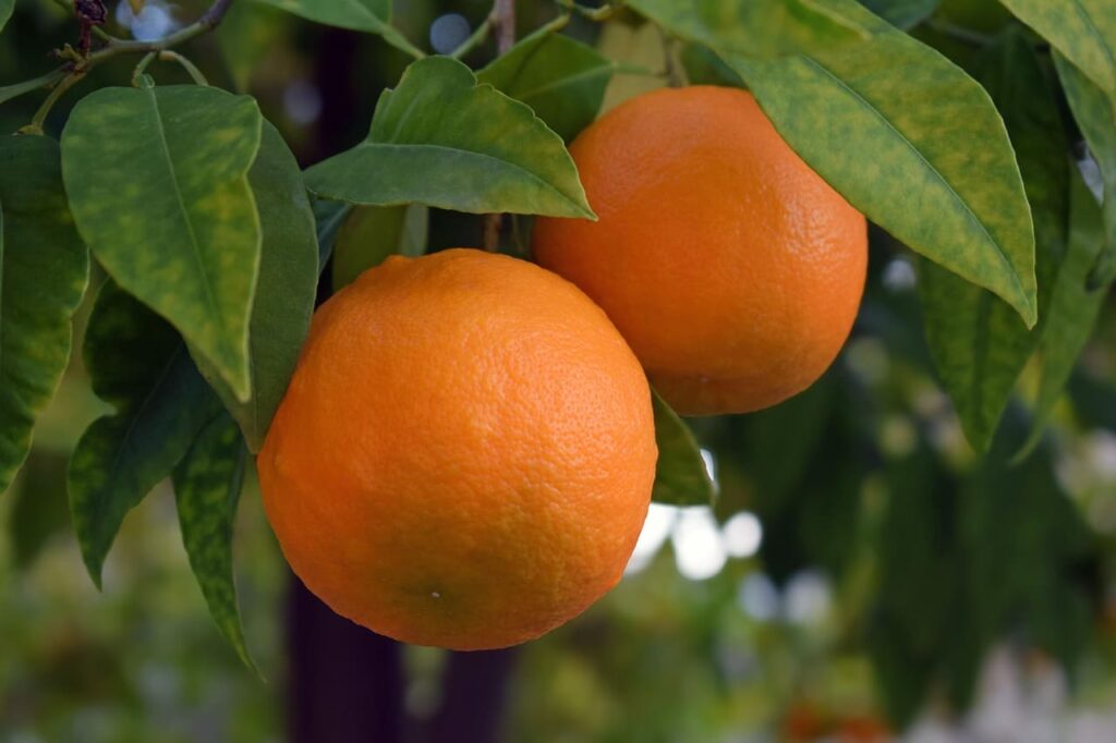 naranjas