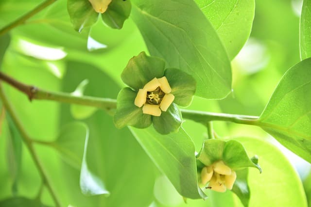 flor de caqui
