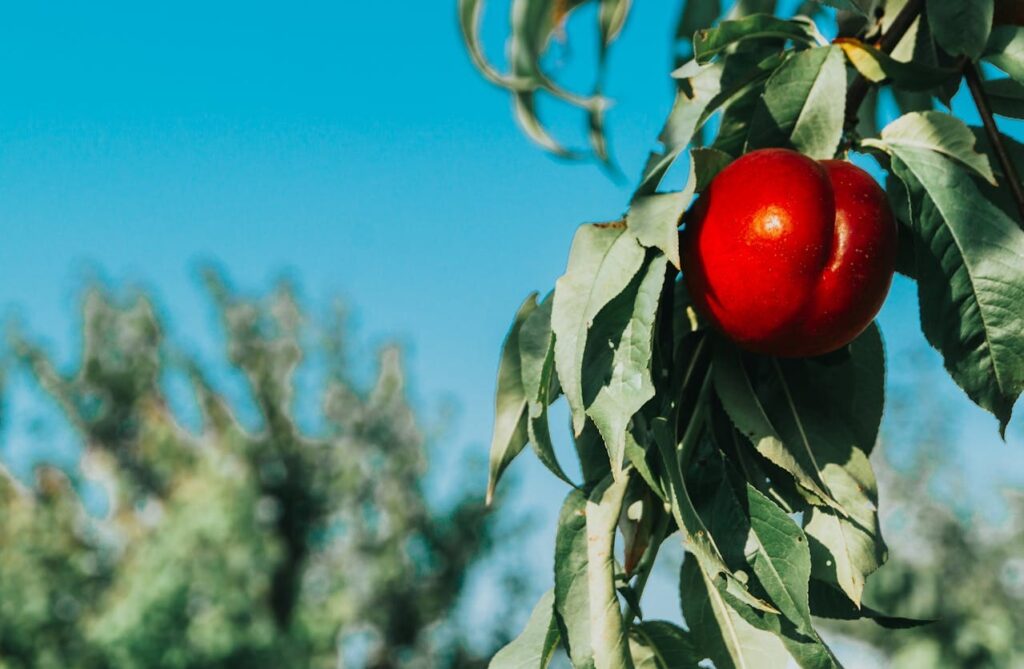 Nectarina