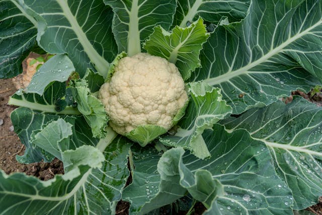 coliflor