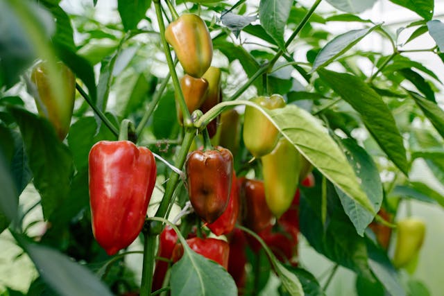 pimiento