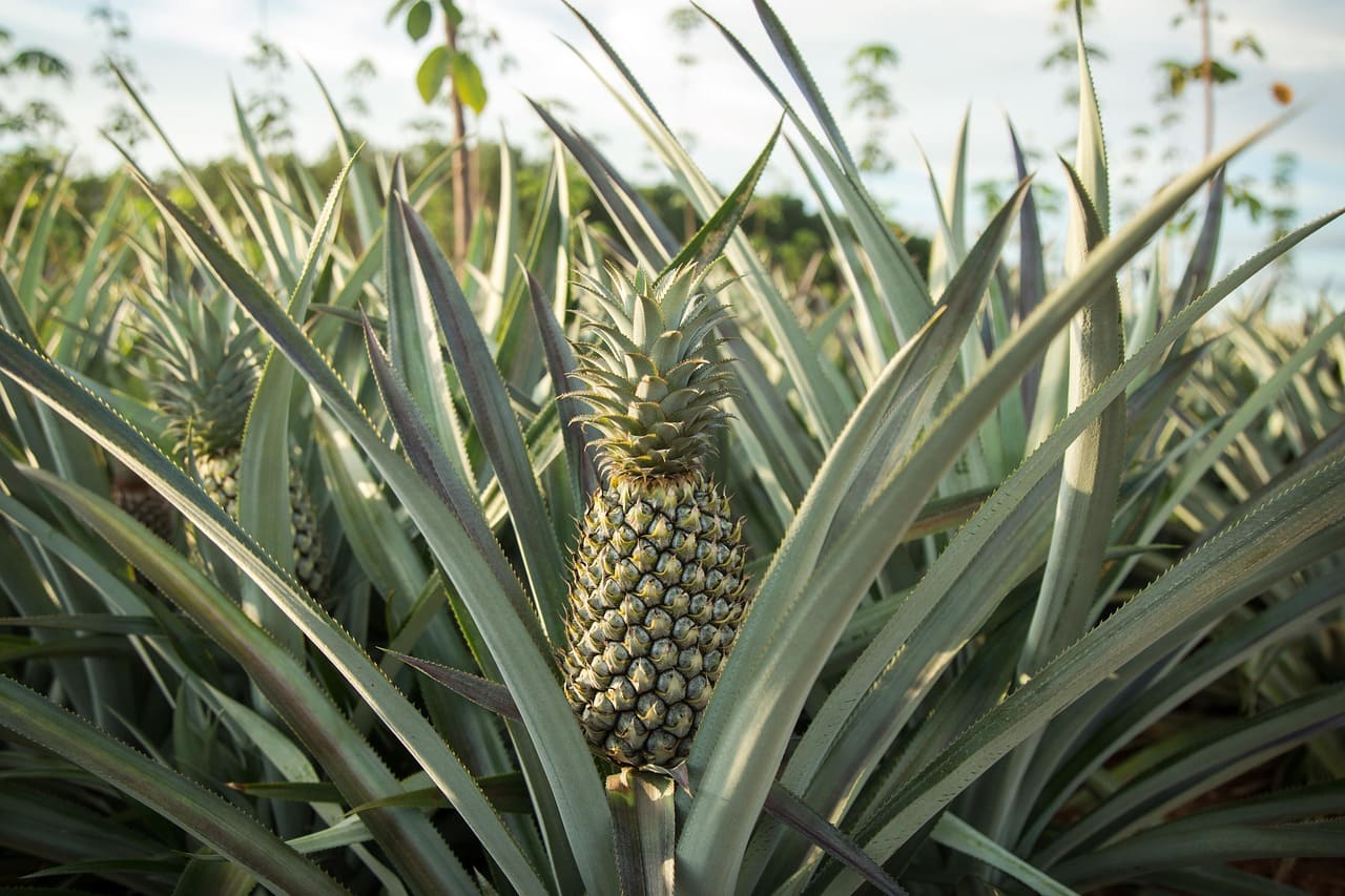 Piña: origen, temporada, propiedades y beneficios.