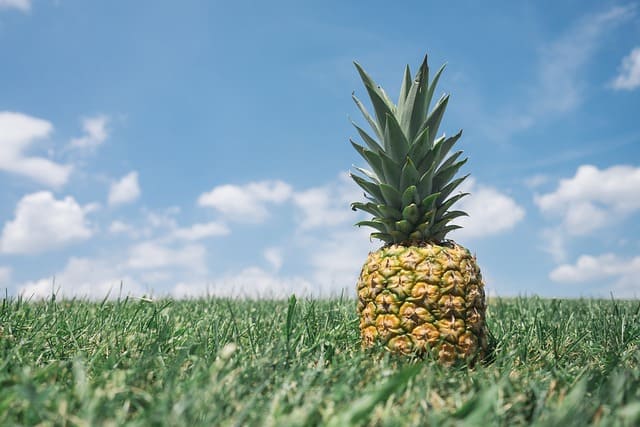 piña campo