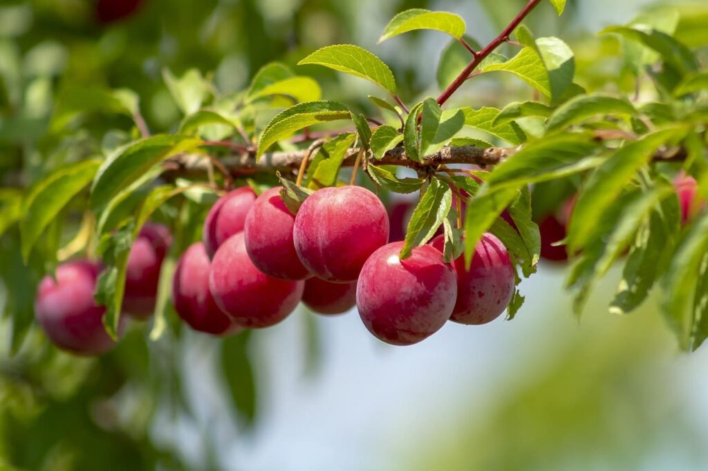 ciruelas