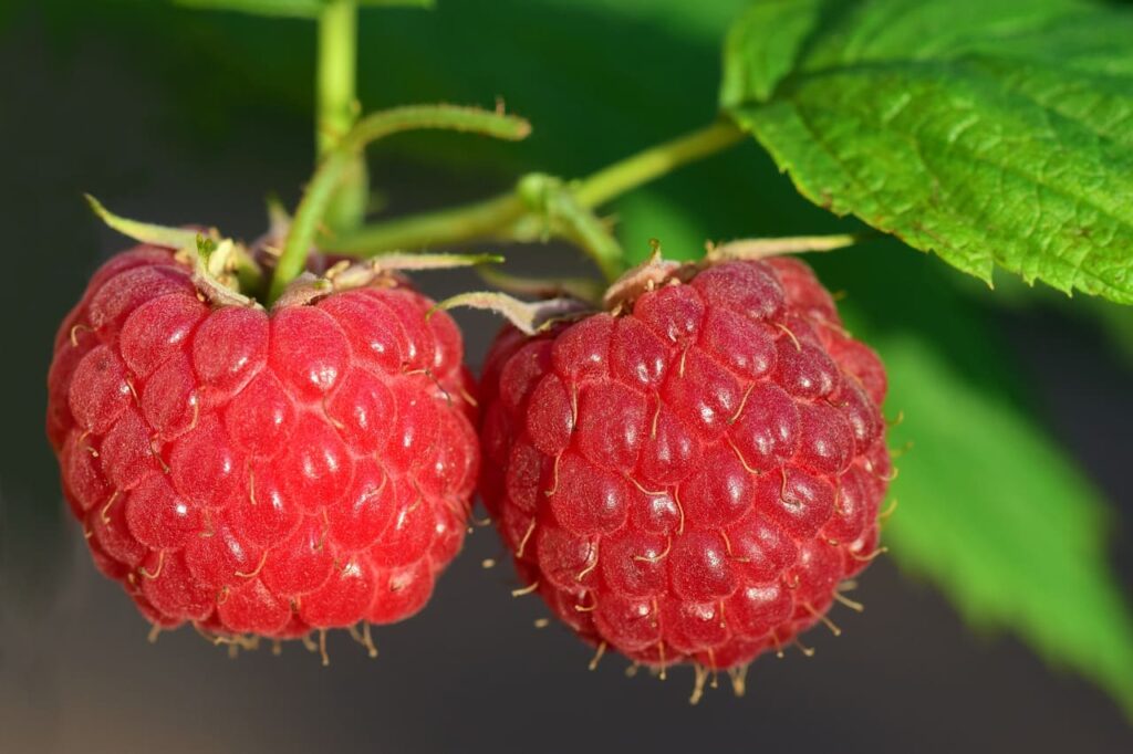 Frambuesa