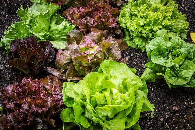lechuga
