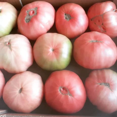 tomate rosa