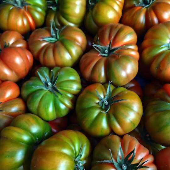 tomate raf