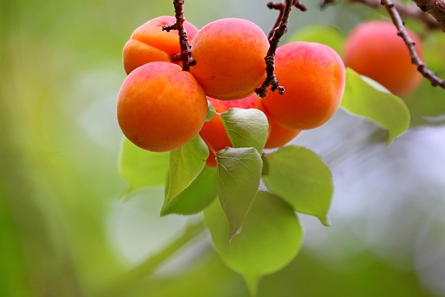 albaricoque arbol