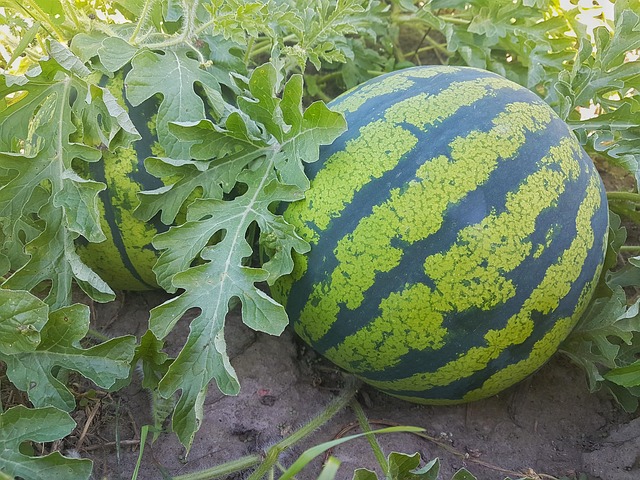 sandia