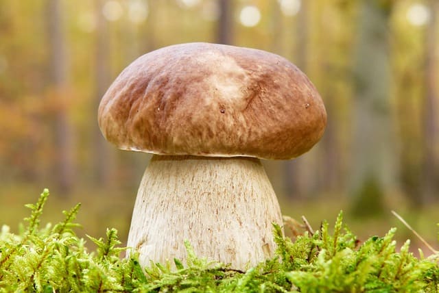 Boletus edulis