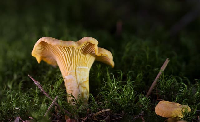 cantharellus cibarius