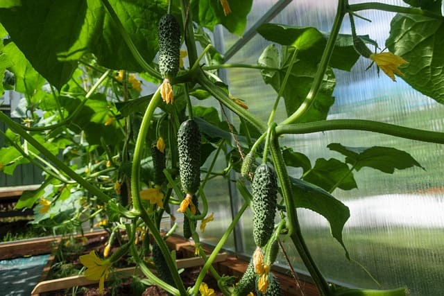 pepino