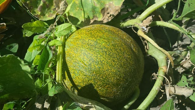 melon