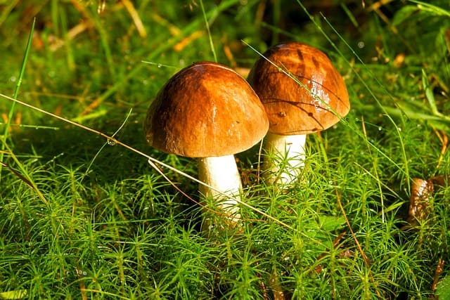 boletus