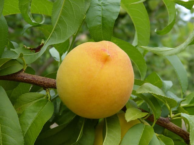 melocoton amarillo