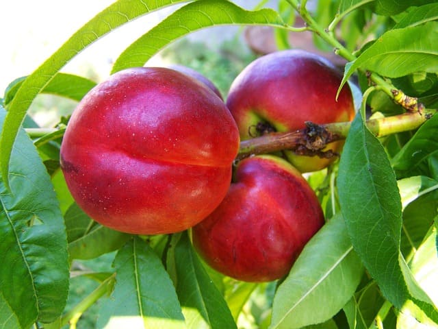 nectarina