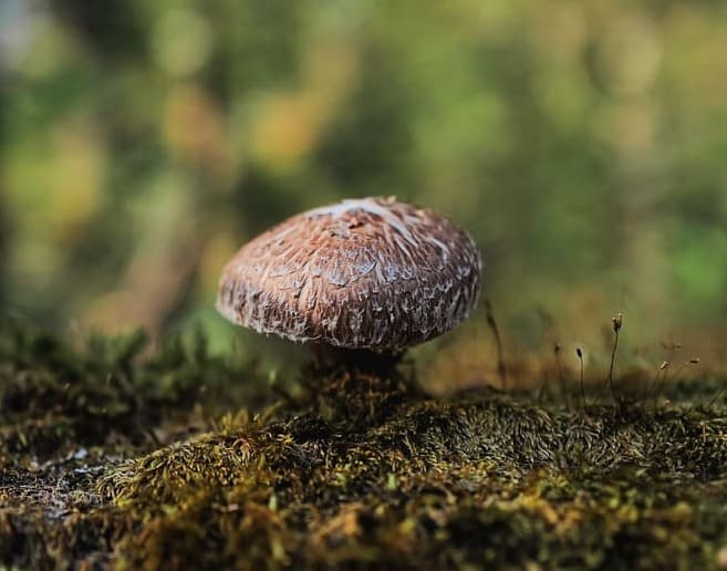 Seta Shiitake