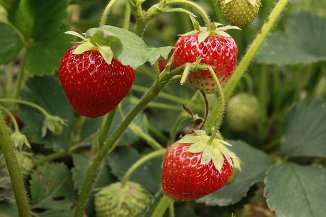 fresa