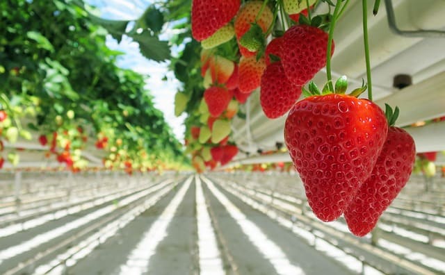 fresas invernadero