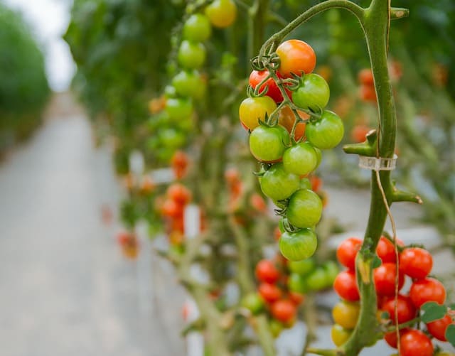 tomates