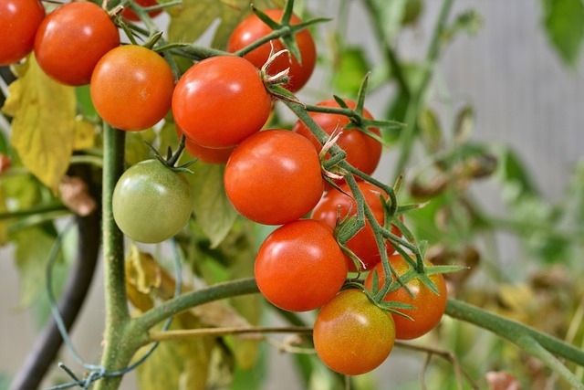 tomate cherry
