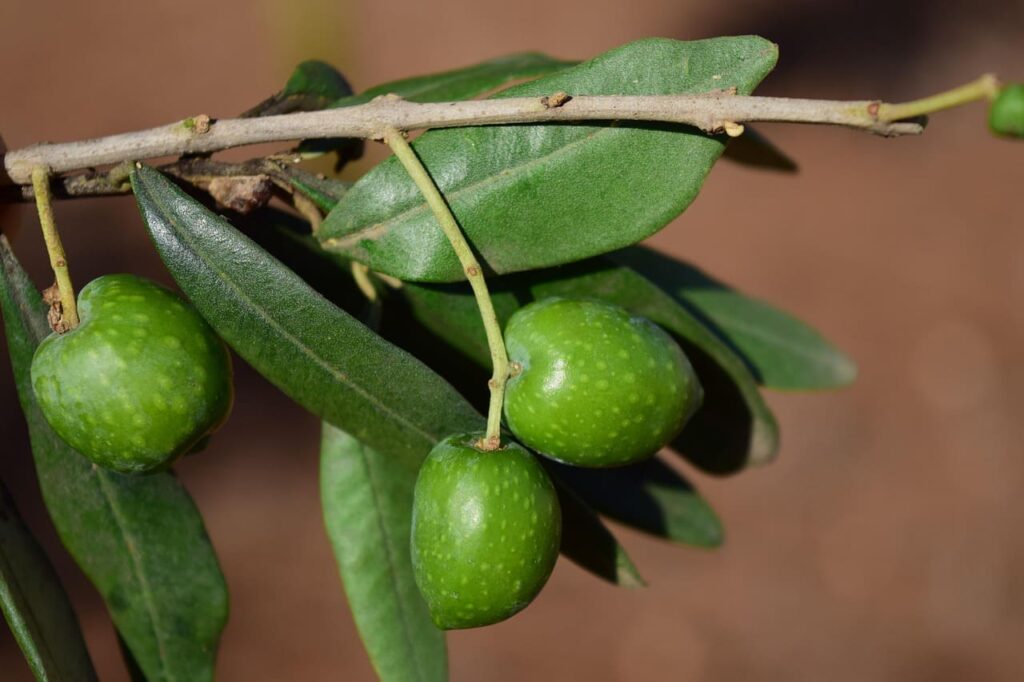 aceitunas