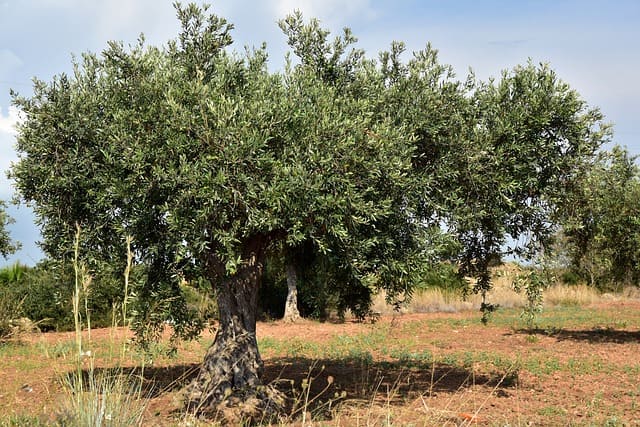 olivos