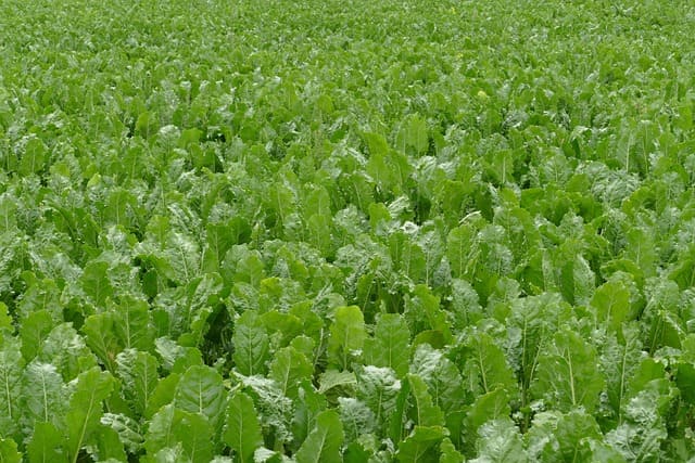 cultivo remolacha