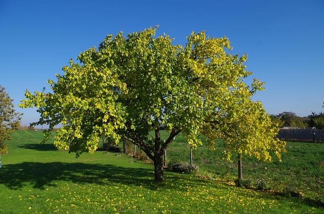 albaricoquero