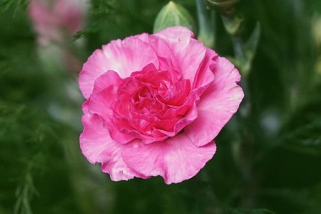 clavel